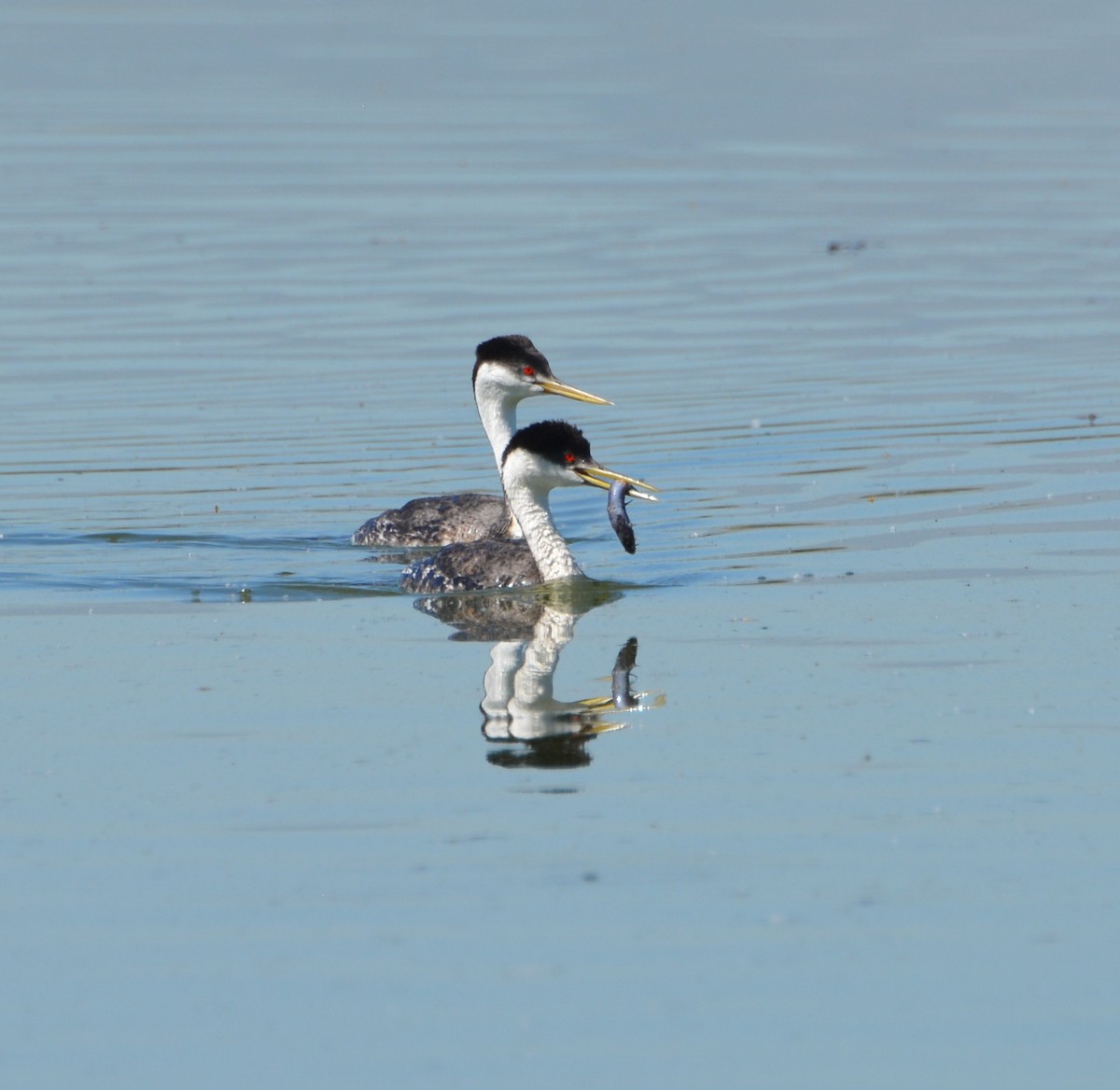 Western Grebe - Mary McGreal