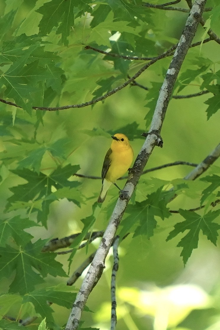 Prothonotary Warbler - ML344927861