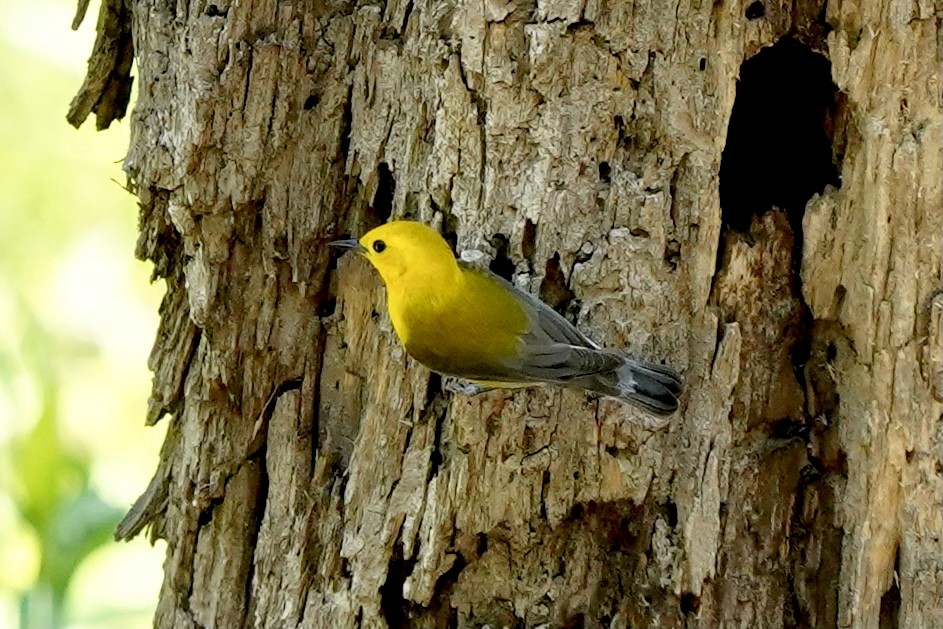Prothonotary Warbler - ML344927871