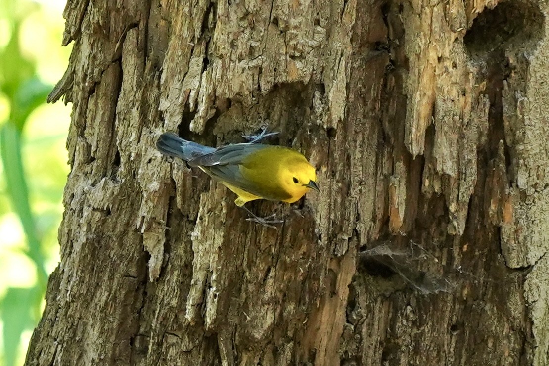 Prothonotary Warbler - ML344927901