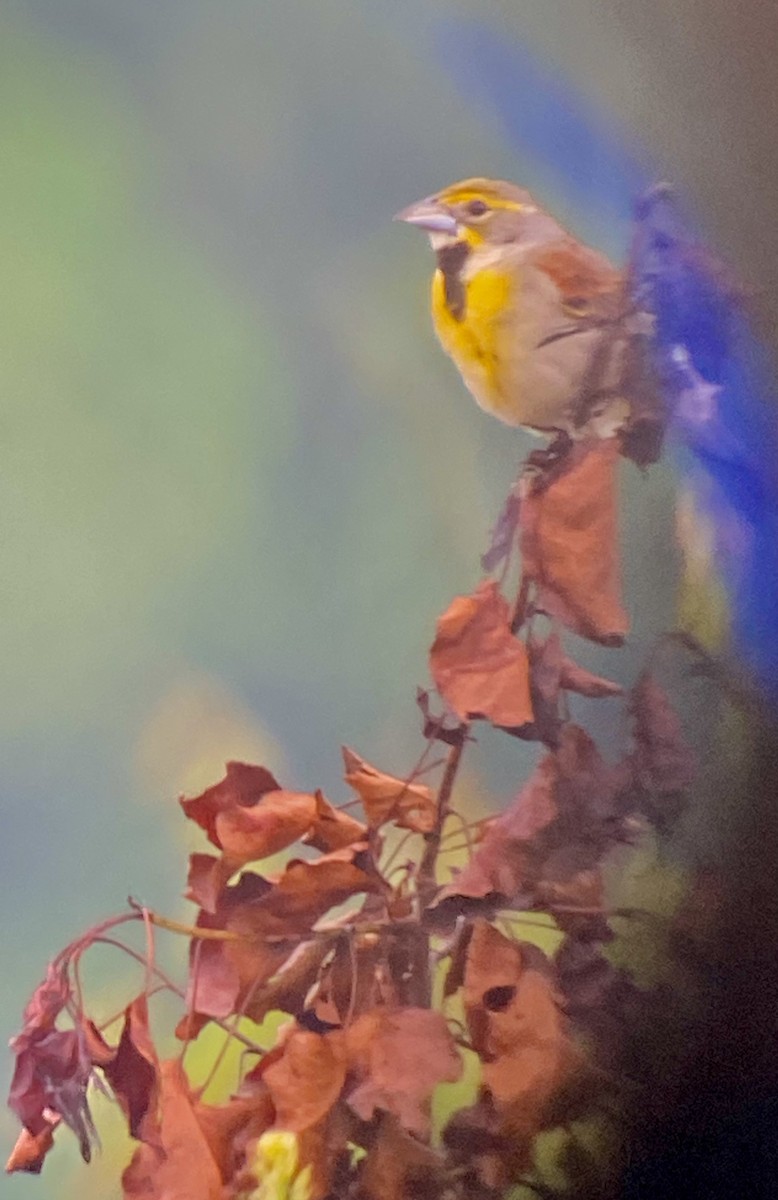 Dickcissel - ML344928431