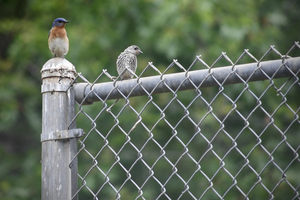 Eastern Bluebird - ML344928741