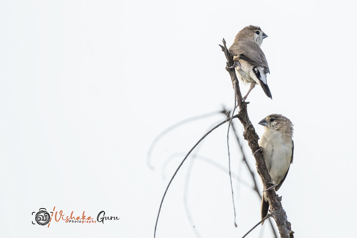 Indian Silverbill - ML344932731