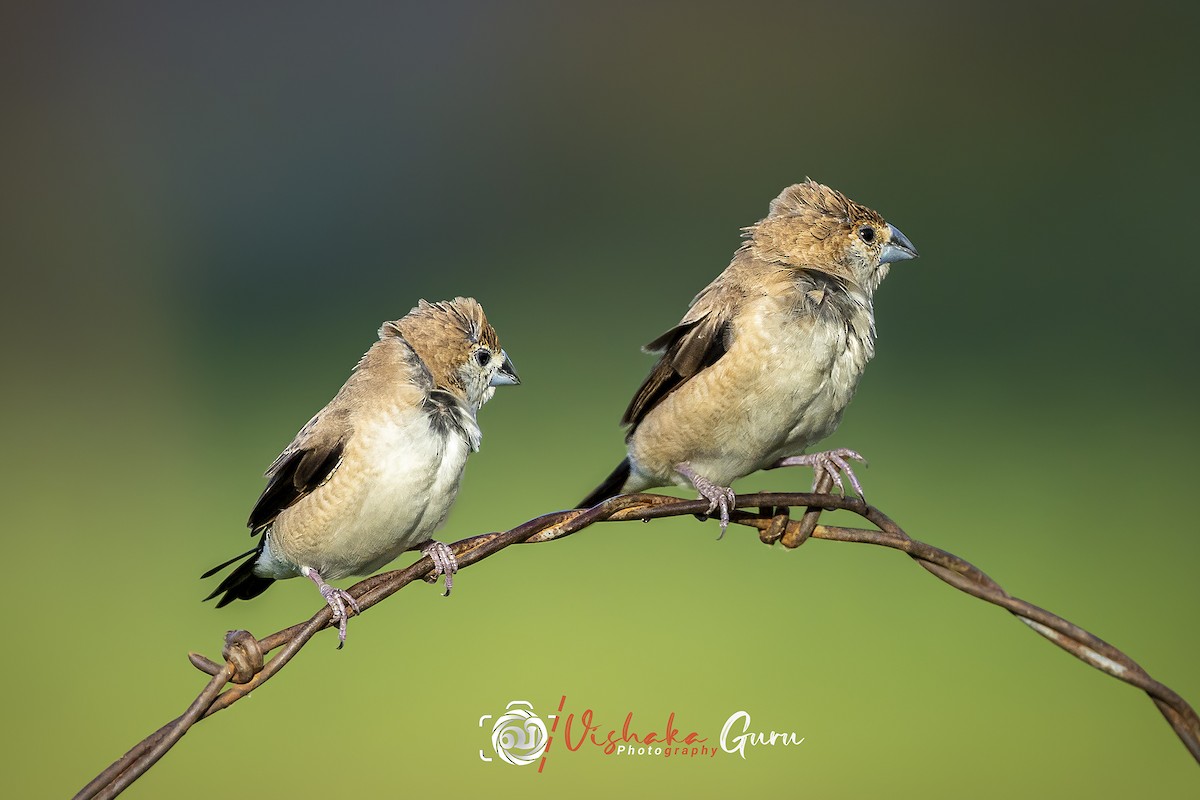 Indian Silverbill - ML344932741