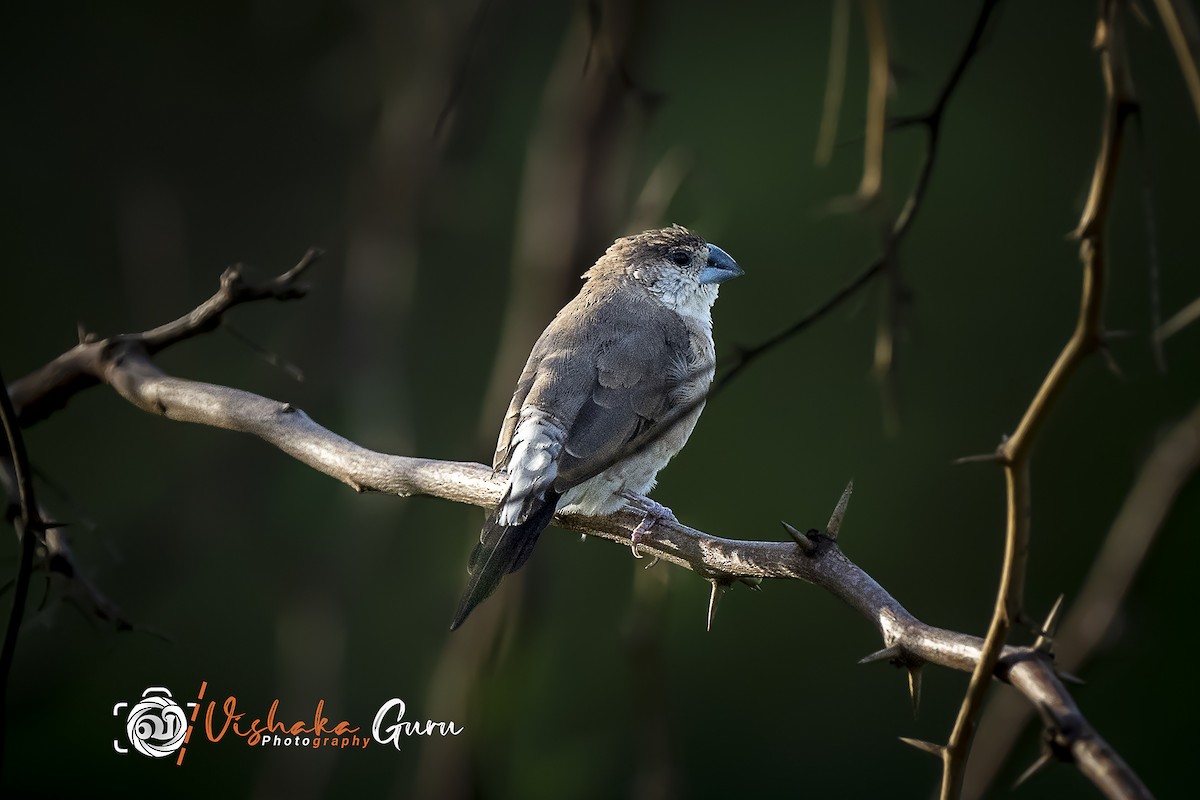 Indian Silverbill - ML344932781