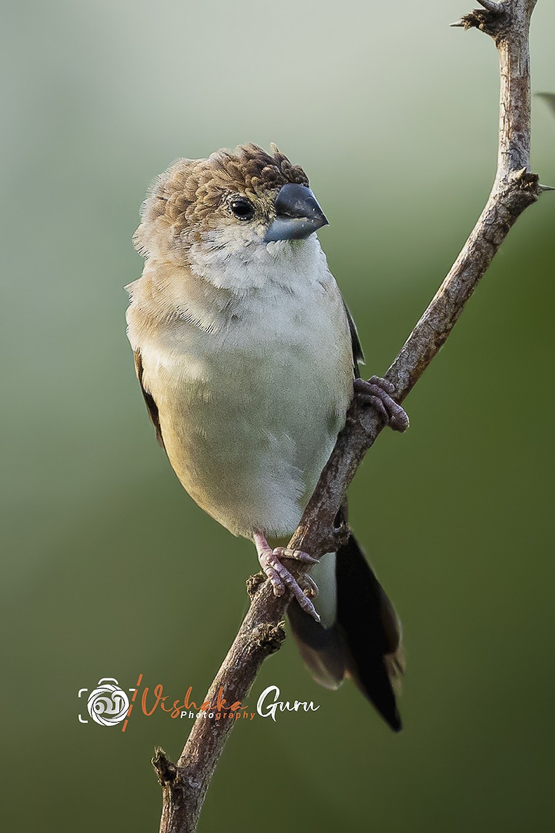 Indian Silverbill - ML344932811