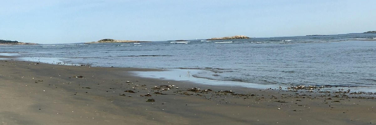 Sanderling - ML34493301