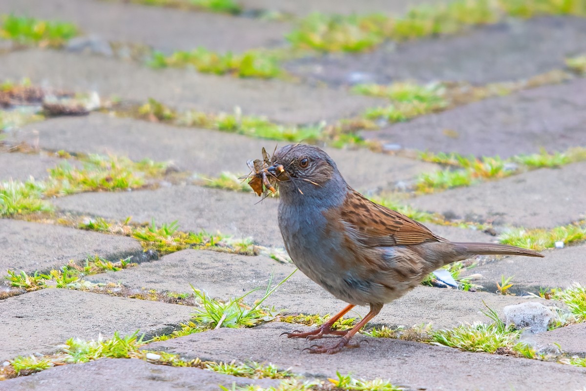 Dunnock - ML344933261