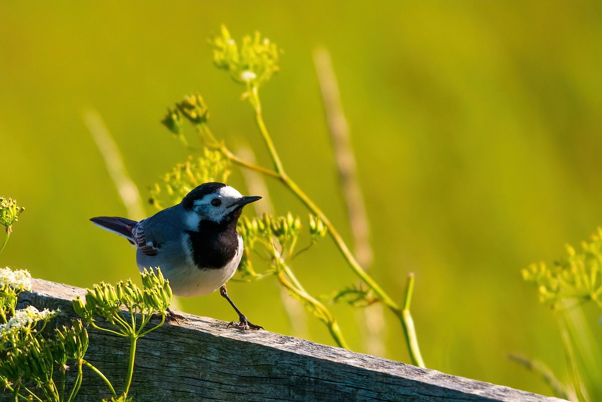 White Wagtail - ML344933301