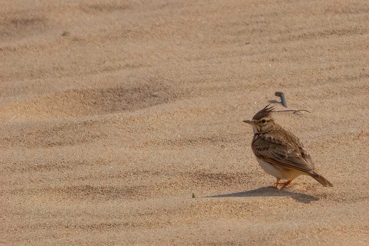 Crested Lark - ML344933861