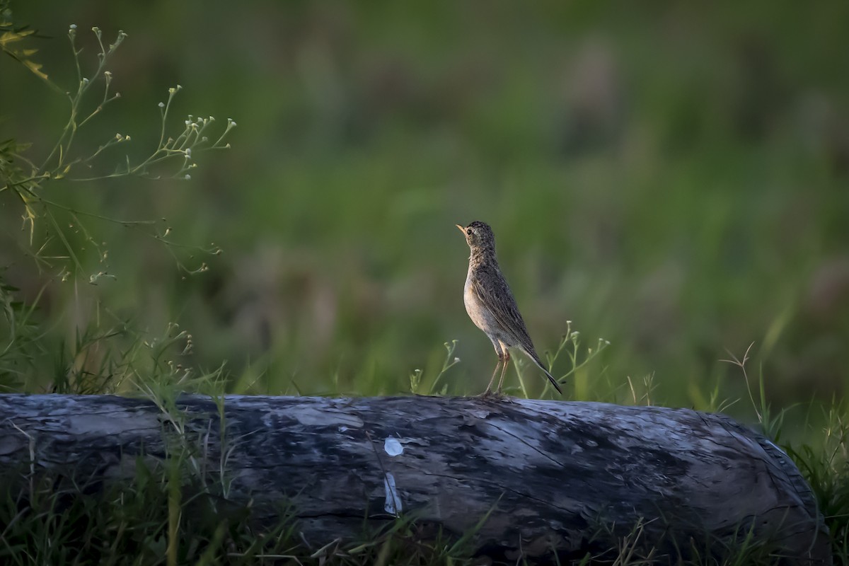 Paddyfield Pipit - ML344934011