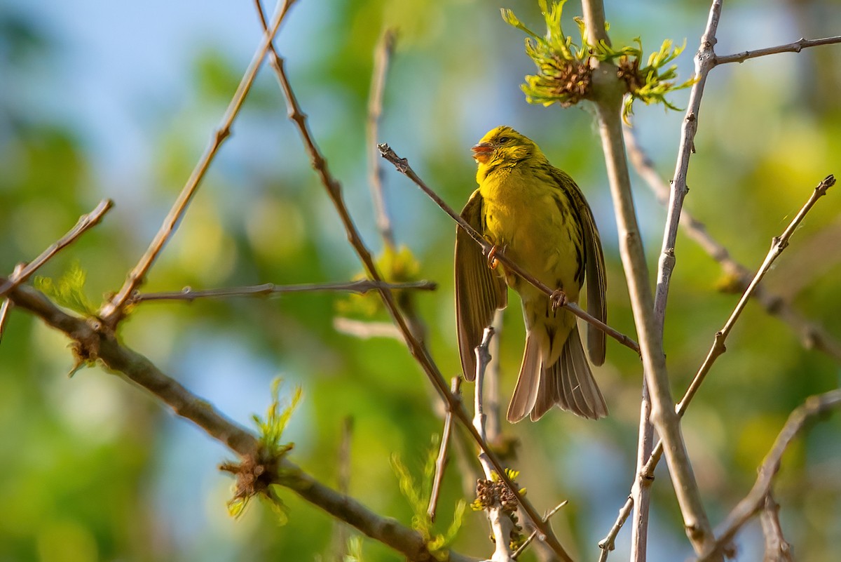 European Serin - ML344934061