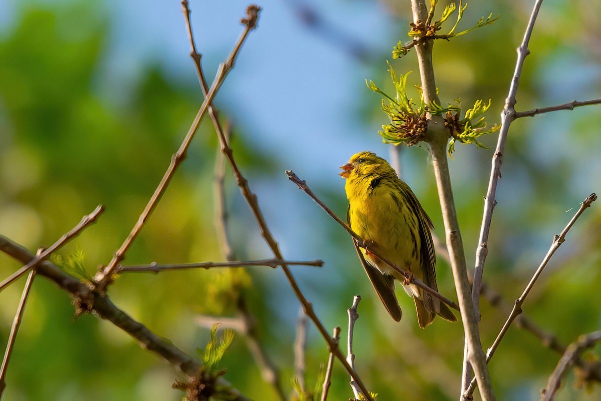 European Serin - ML344934081