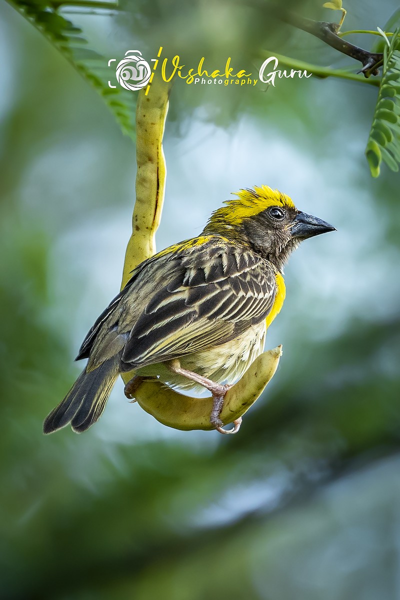 Baya Weaver - ML344934111