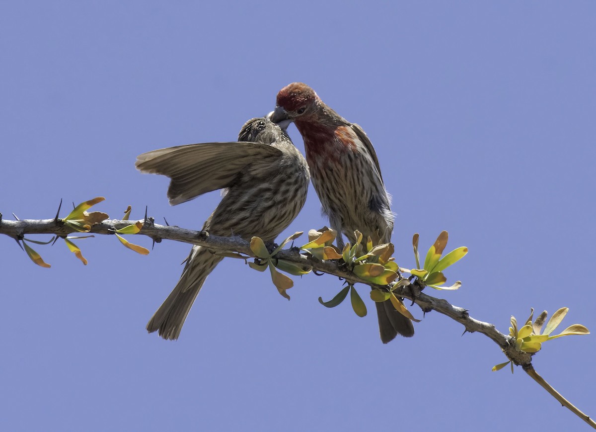 House Finch - ML344934121