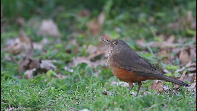 Rufous-bellied Thrush - ML344934131