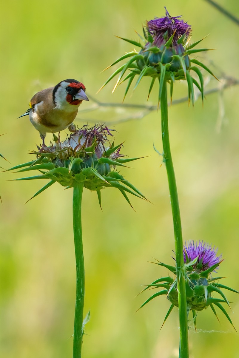 European Goldfinch - ML344934141