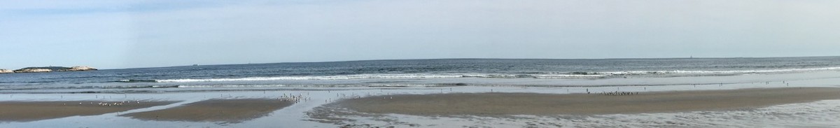 Sanderling - ML34493451