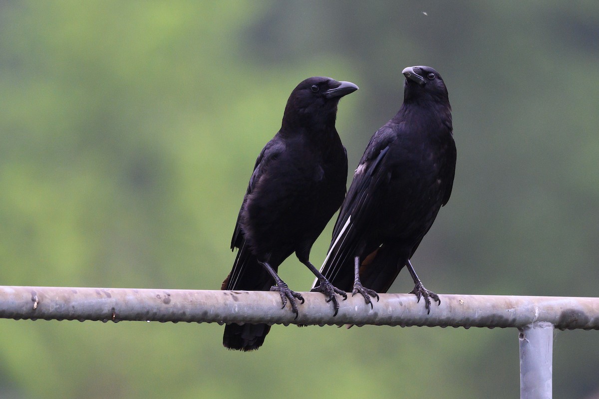 American Crow - Stephen Davies