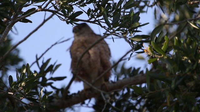 Cooper's Hawk - ML344935161