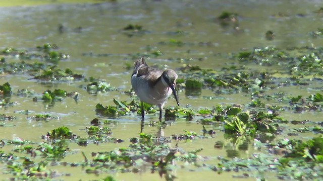 hvithalesvømmesnipe - ML344936651