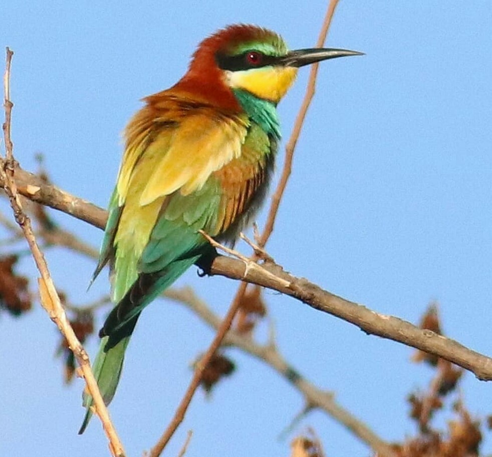 European Bee-eater - ML344936691
