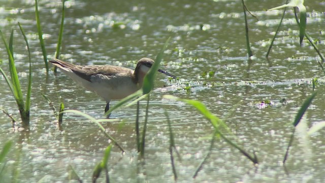 hvithalesvømmesnipe - ML344936721