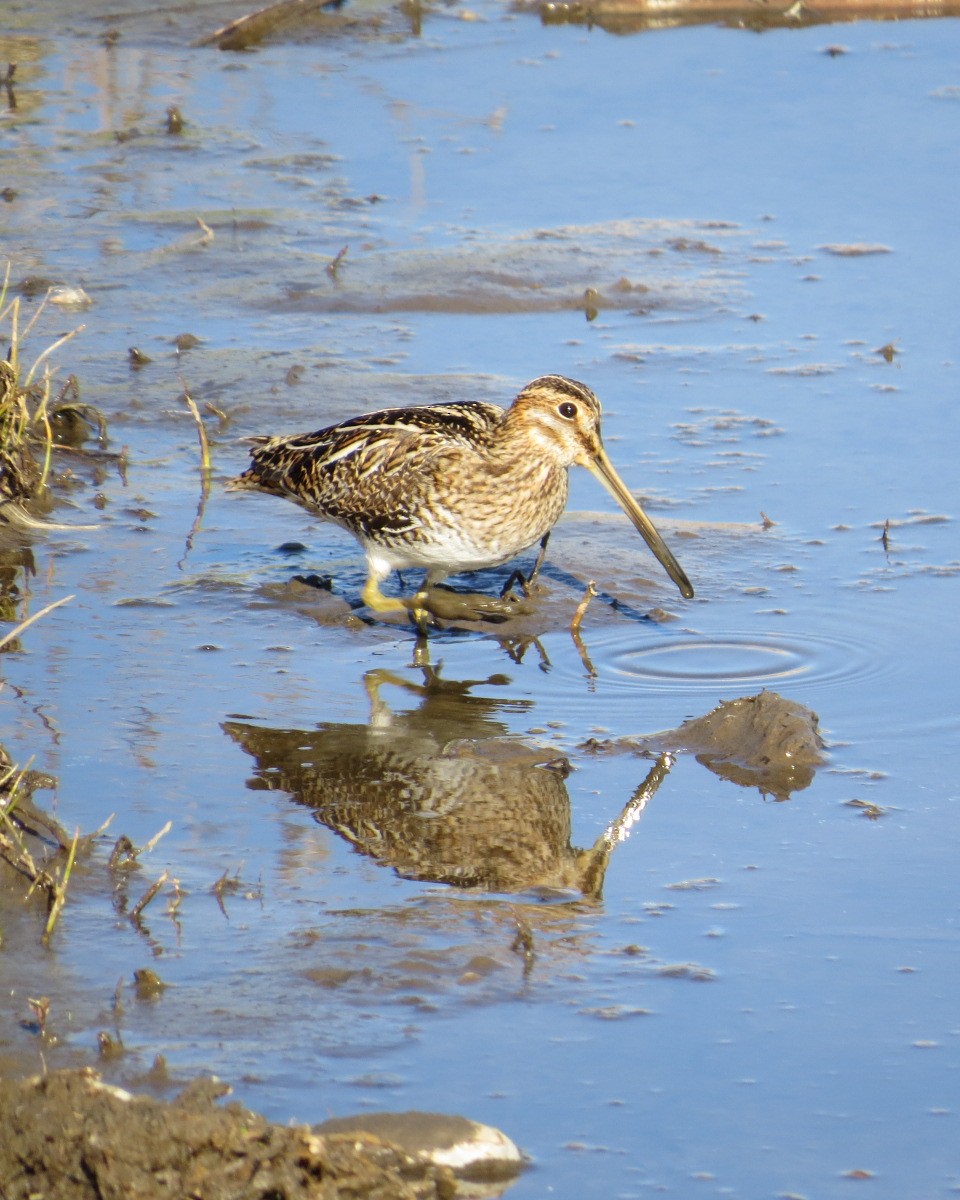 Wilson's Snipe - ML344937201