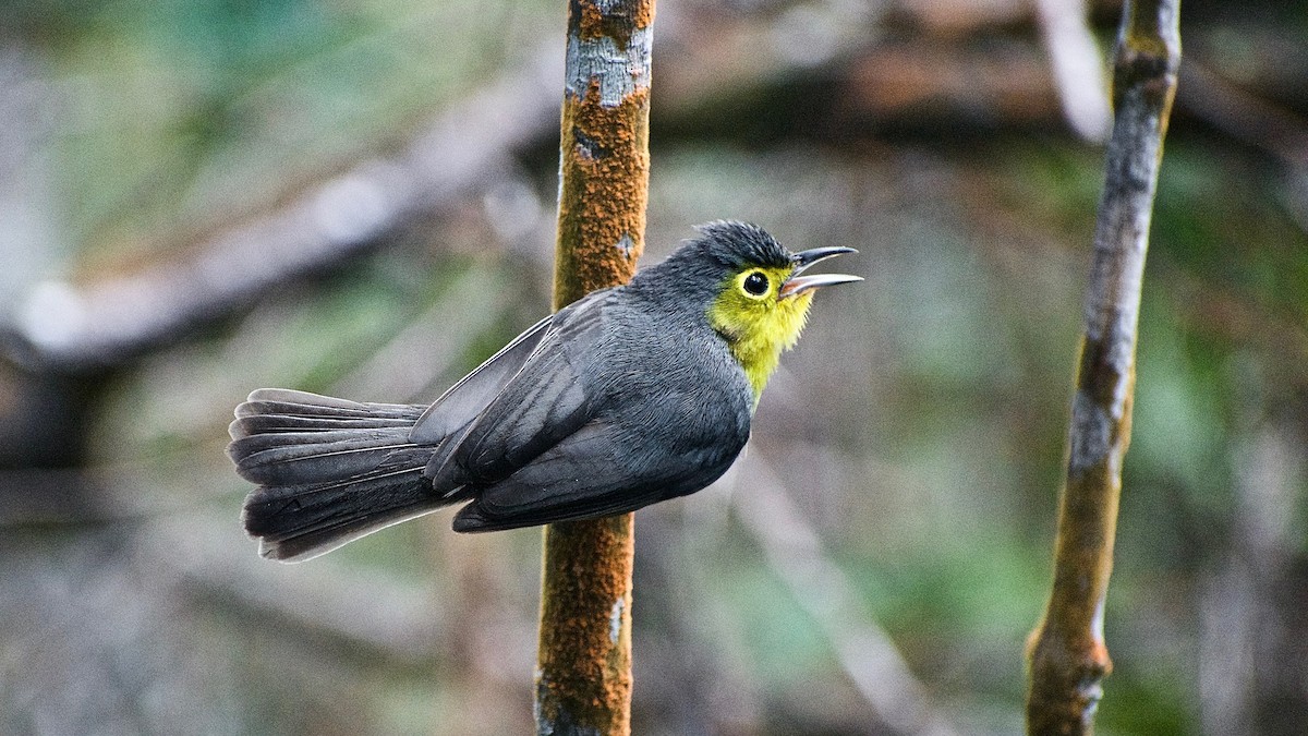 Oriente Warbler - ML344937891