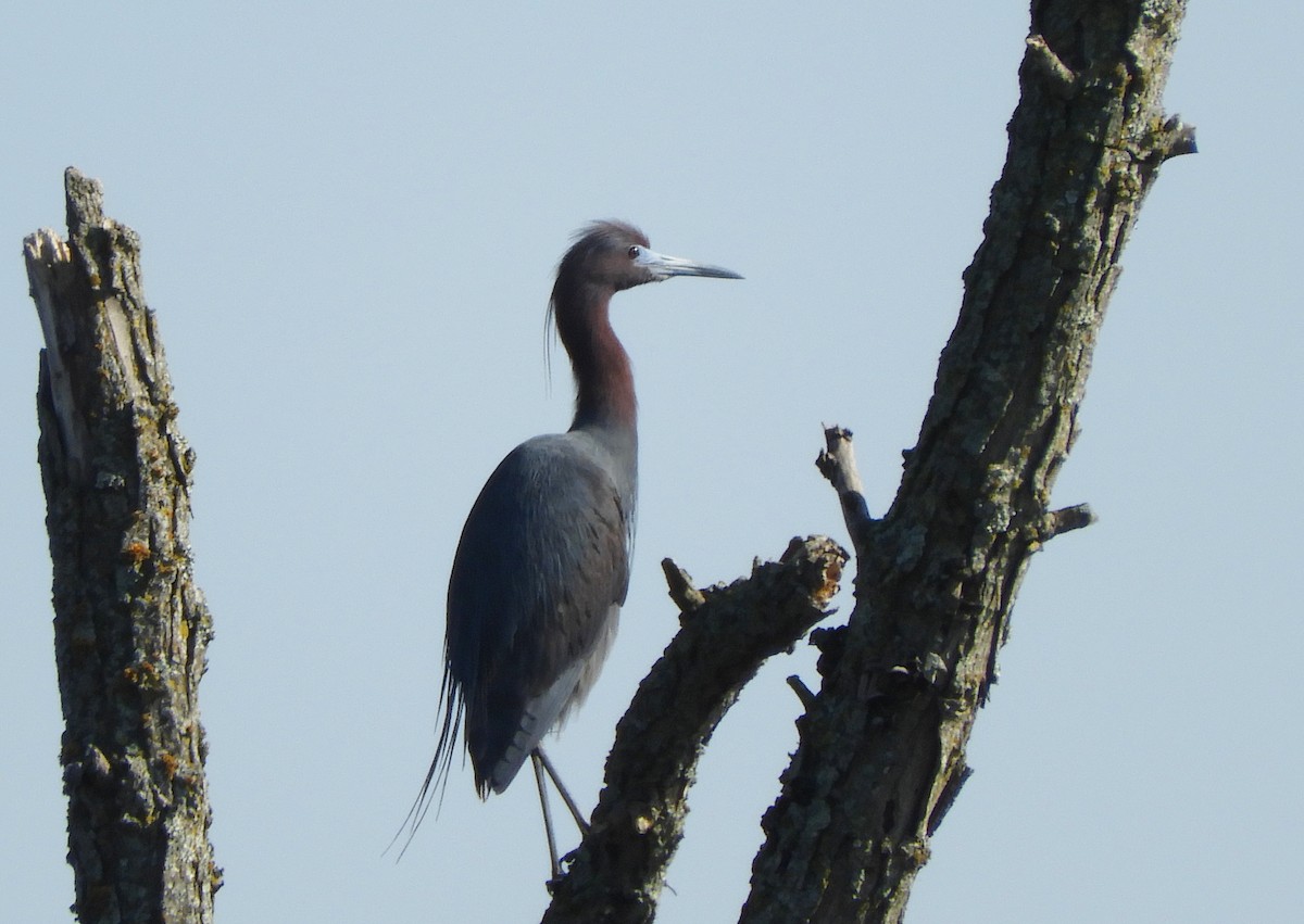 Little Blue Heron - ML344938081