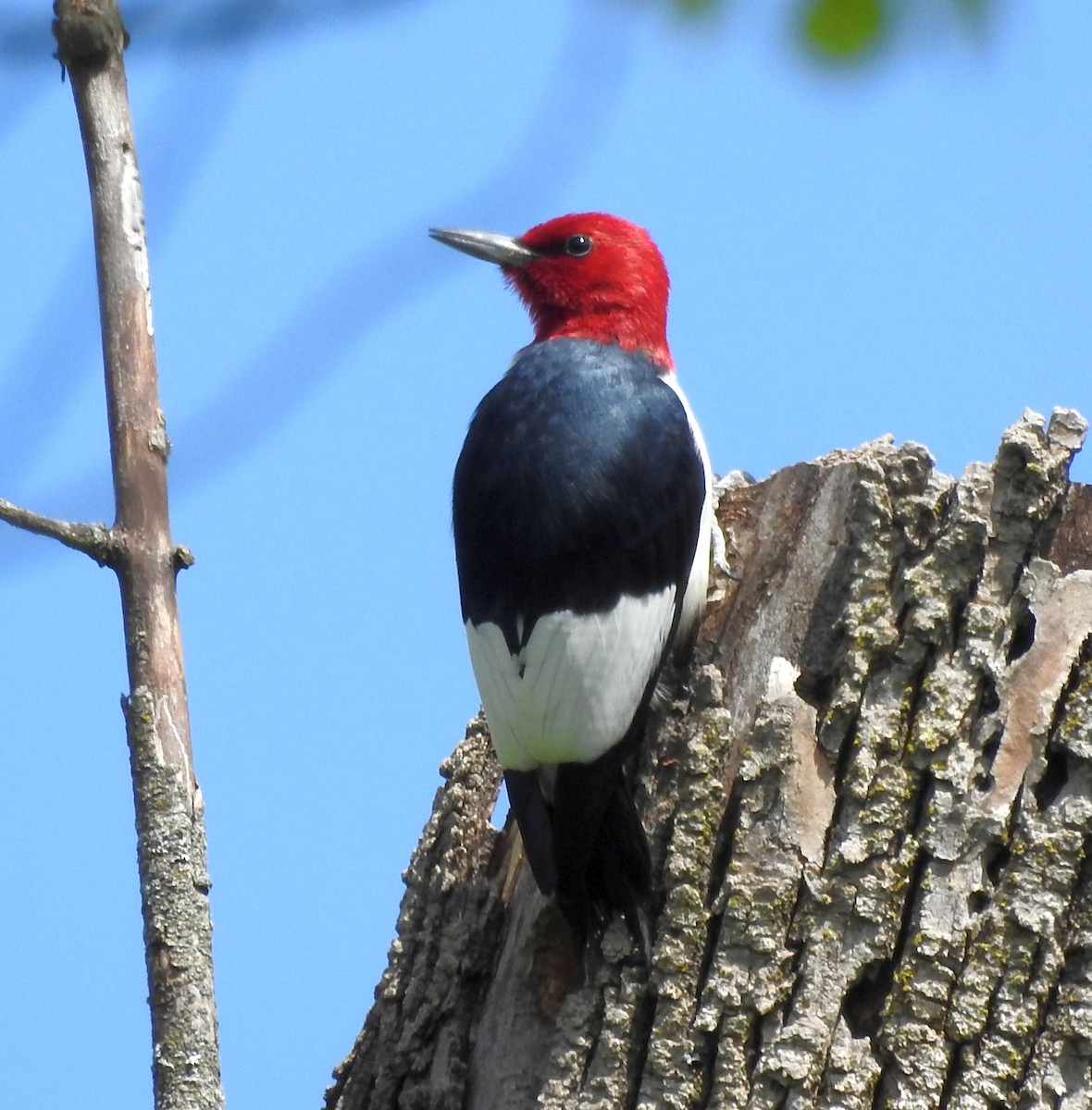 Pic à tête rouge - ML344938191