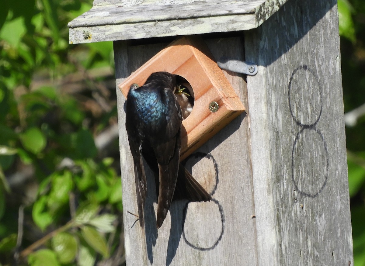 Tree Swallow - ML344938481