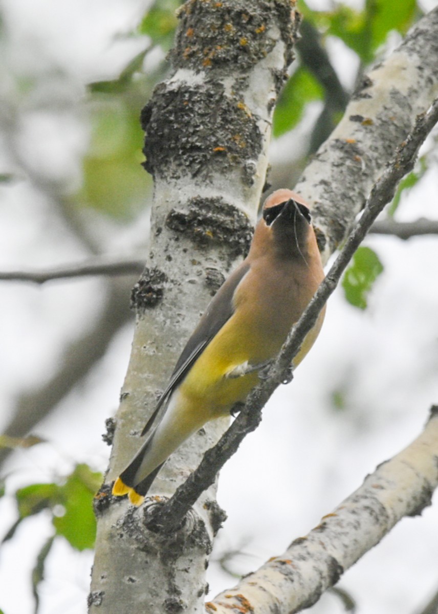 Cedar Waxwing - ML344939041