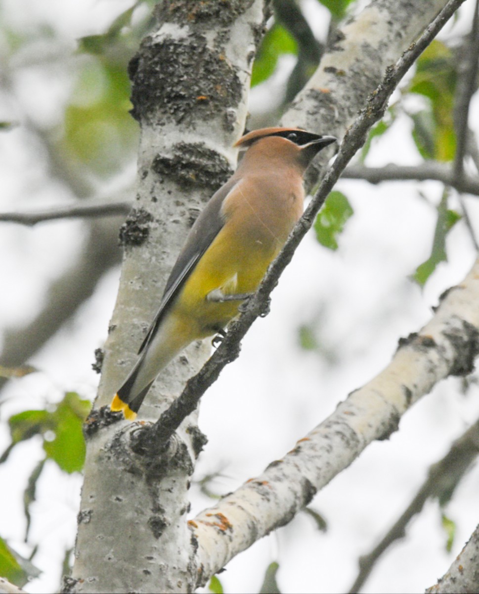 Cedar Waxwing - ML344939071