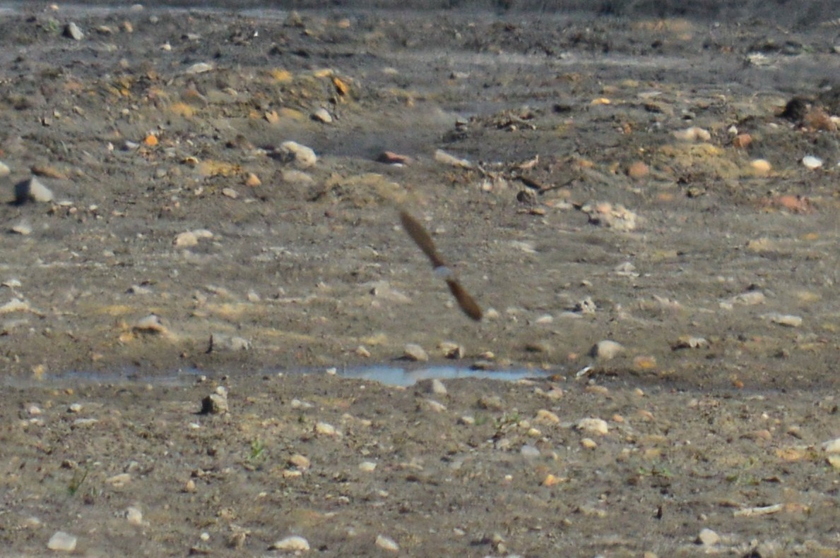 Эргийн хараацай - ML344939621