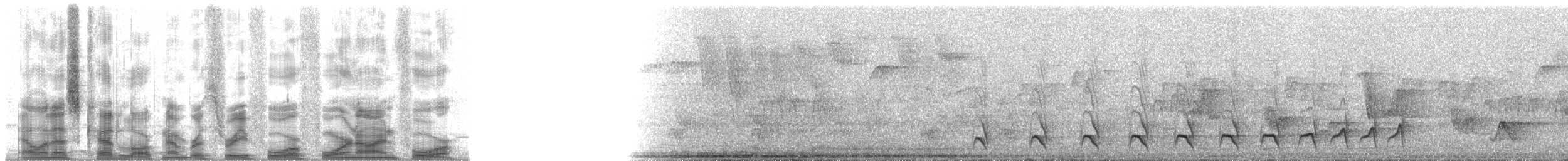 svarttoppmaurvarsler (canadensis gr.) - ML34494
