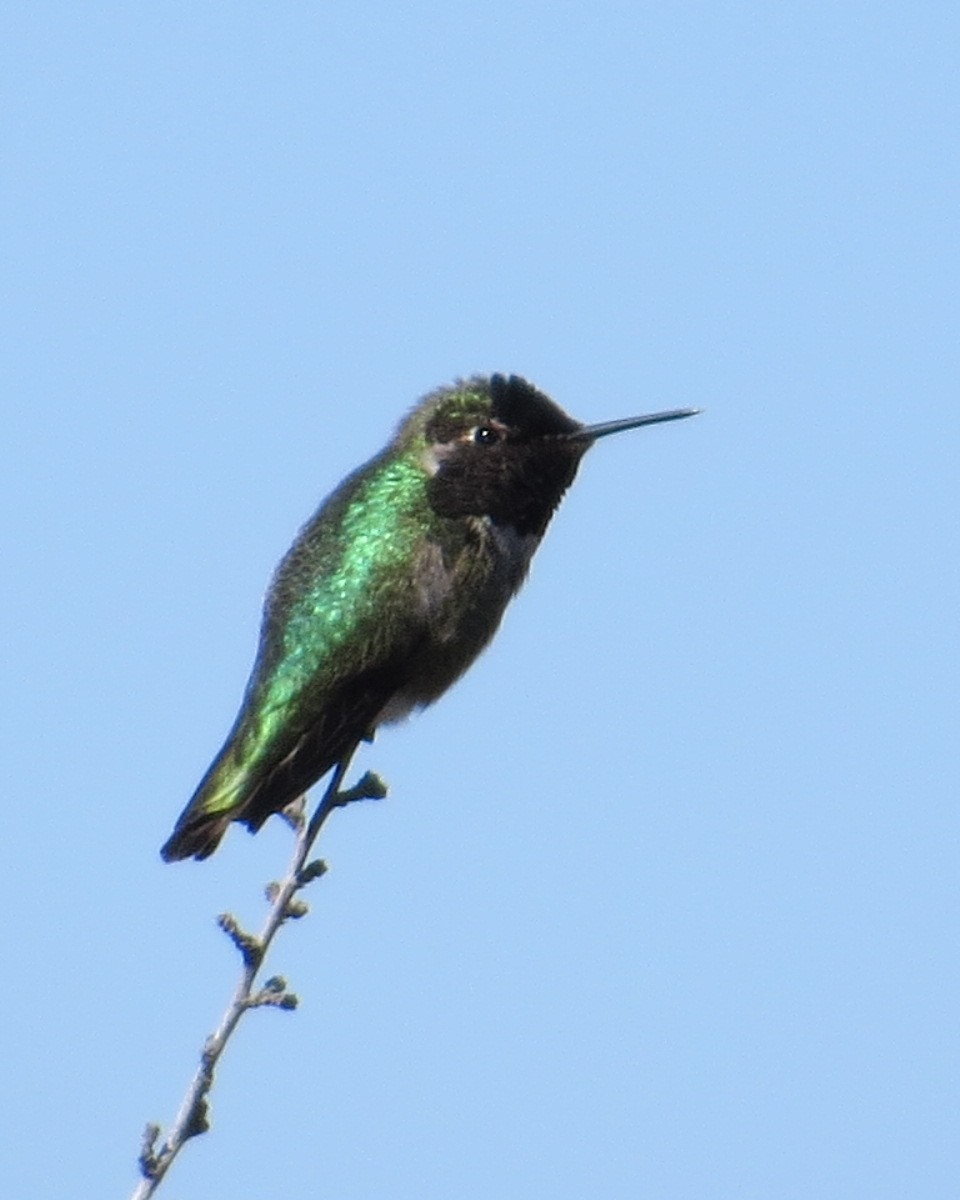 Anna's Hummingbird - ML344940661