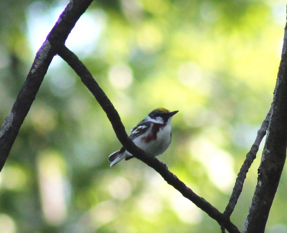 Chestnut-sided Warbler - ML344940751