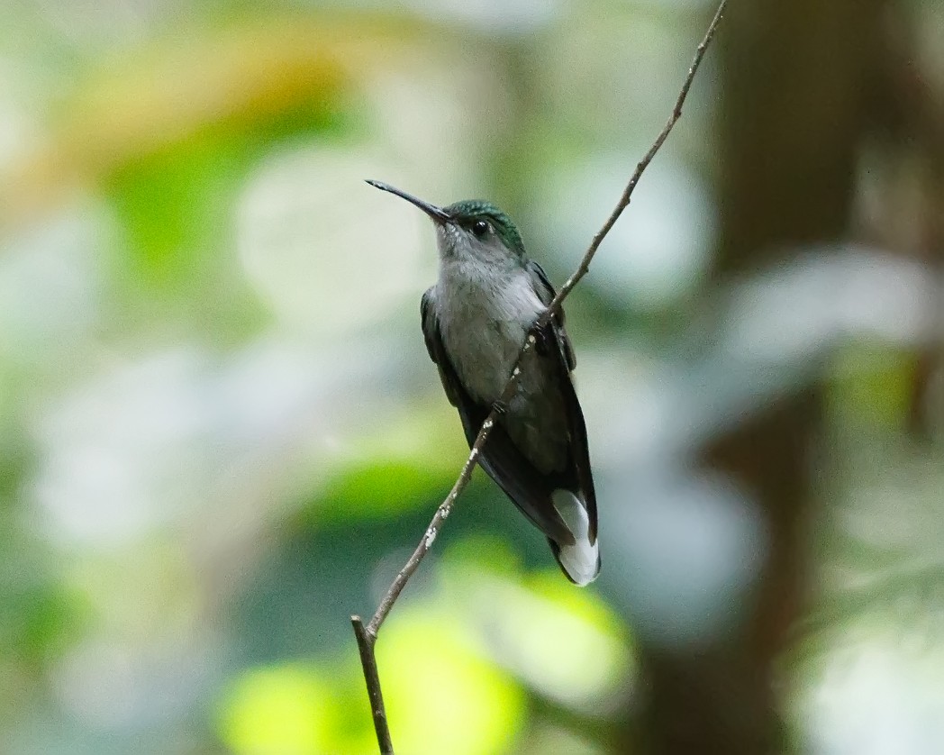 Gray-breasted Sabrewing (largipennis) - ML344941041