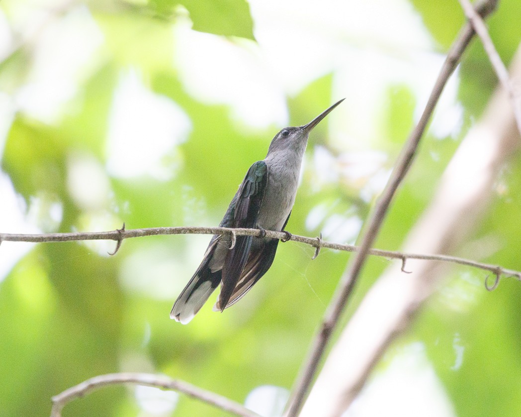 Gray-breasted Sabrewing (largipennis) - Silvia Faustino Linhares