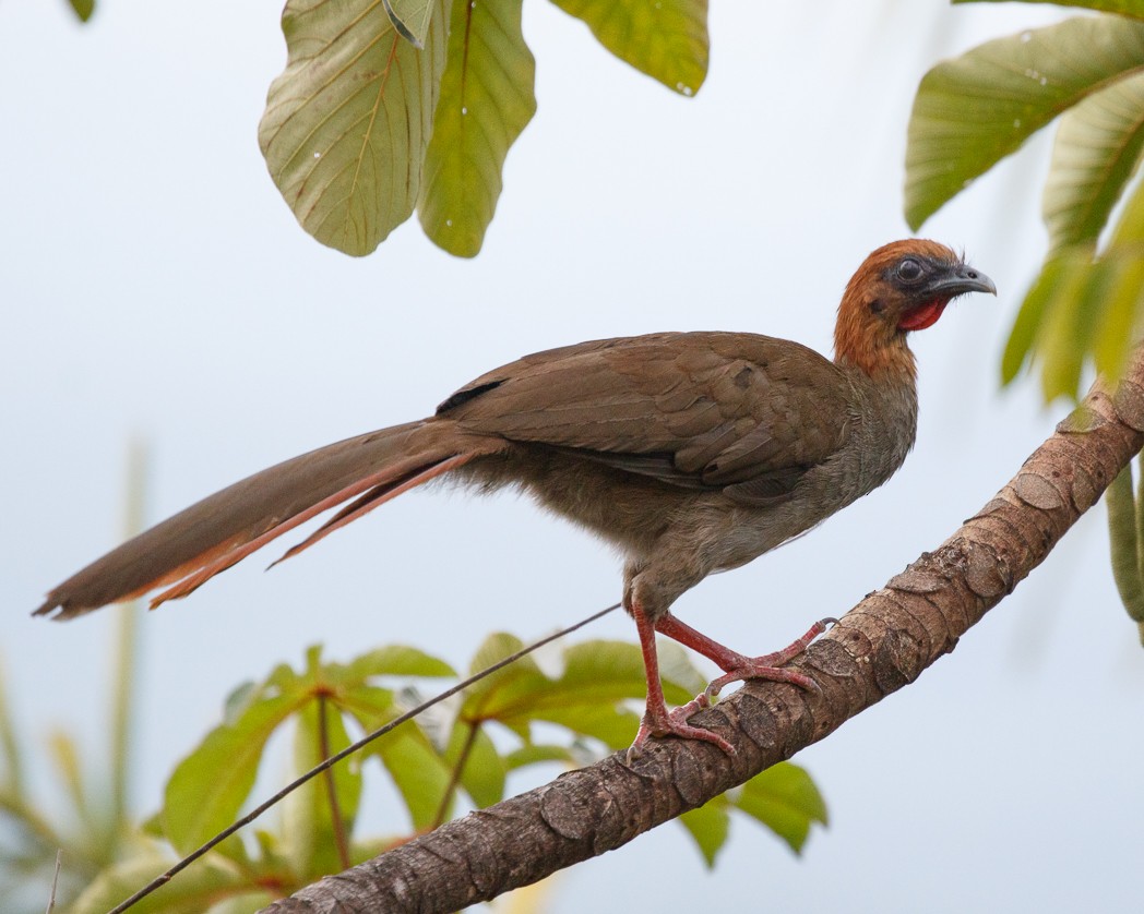 Variable Chachalaca - ML344941301