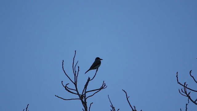 Gray Kingbird - ML344946021