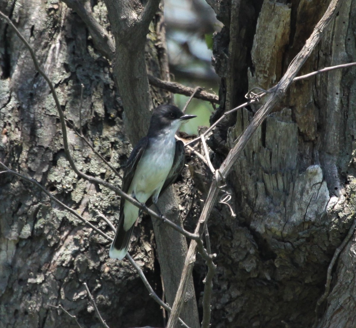 Eastern Kingbird - ML344946711