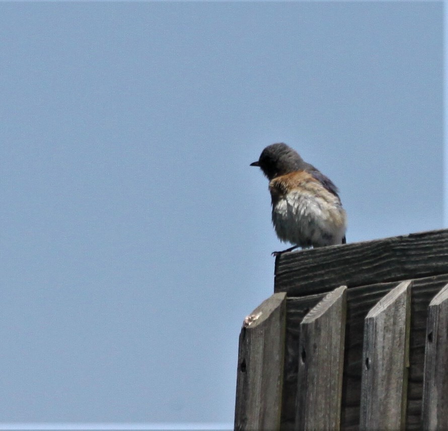 Eastern Bluebird - Bob Andrini