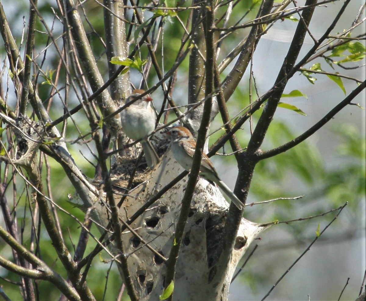 Field Sparrow - ML344947461