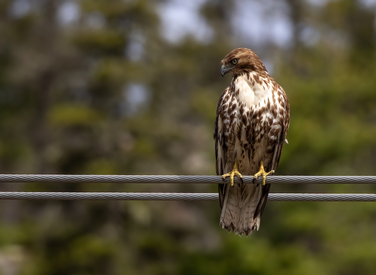 Red-tailed Hawk - ML344948511