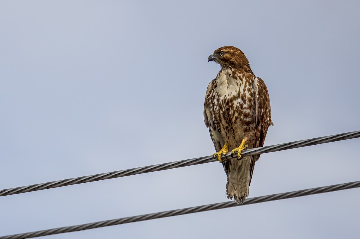 Red-tailed Hawk - ML344948671