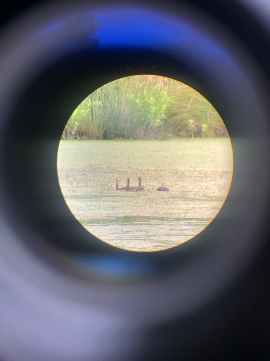 Black-bellied Whistling-Duck - ML344949351