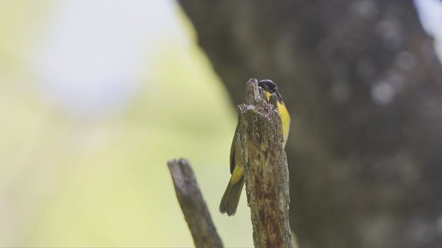 Common Yellowthroat - ML344949451