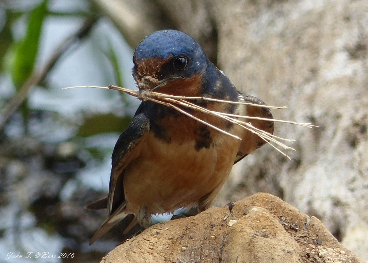 Barn Swallow - ML34494961